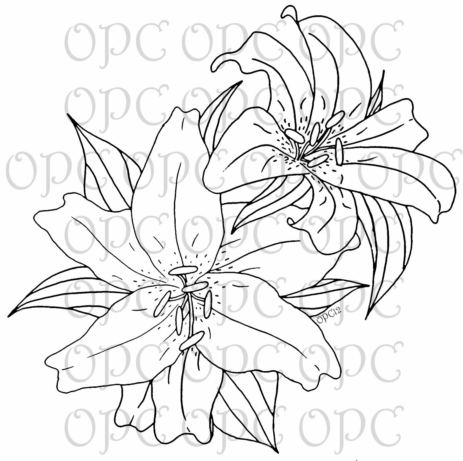 1600x1595 Oriental Lilies Are Known For Their Fragrant Perfume, Blooming Mid