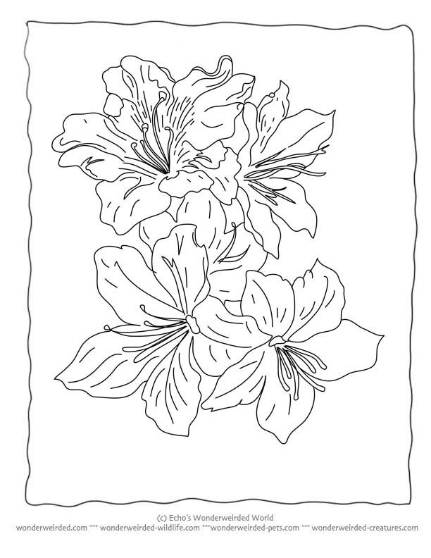 612x792 Stargazer Lily Coloring Pages