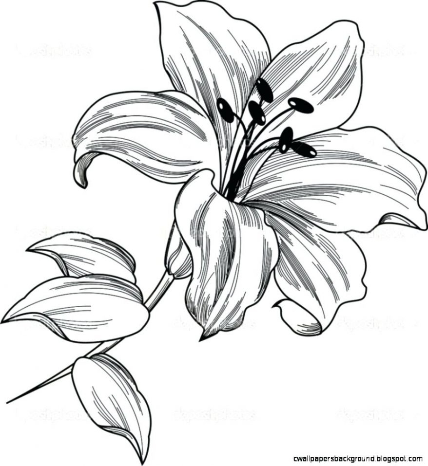 878x957 Stargazer Lily Drawing