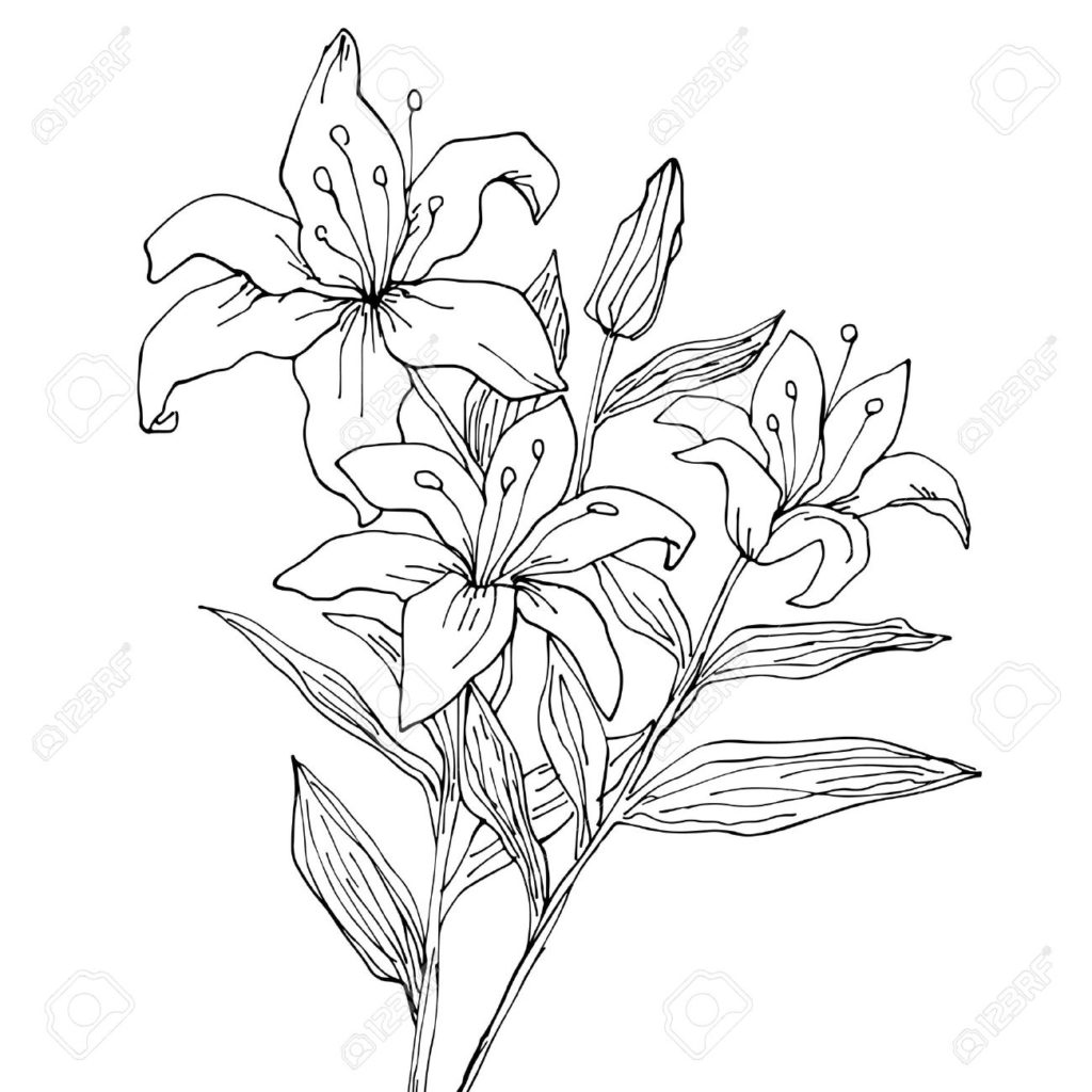 1024x1024 Stargazer Lily Drawing Lilies At Getdrawings Com Free For Personal