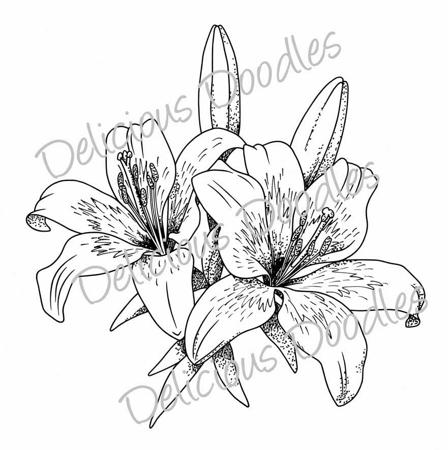 881x886 Stargazer Lily Sketch Teri's World Lovely Lillies Tattoos