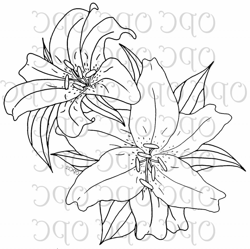 1024x1020 Tiger Lily Flower Drawing 12 Pics Of Stargazer Coloring Page Line