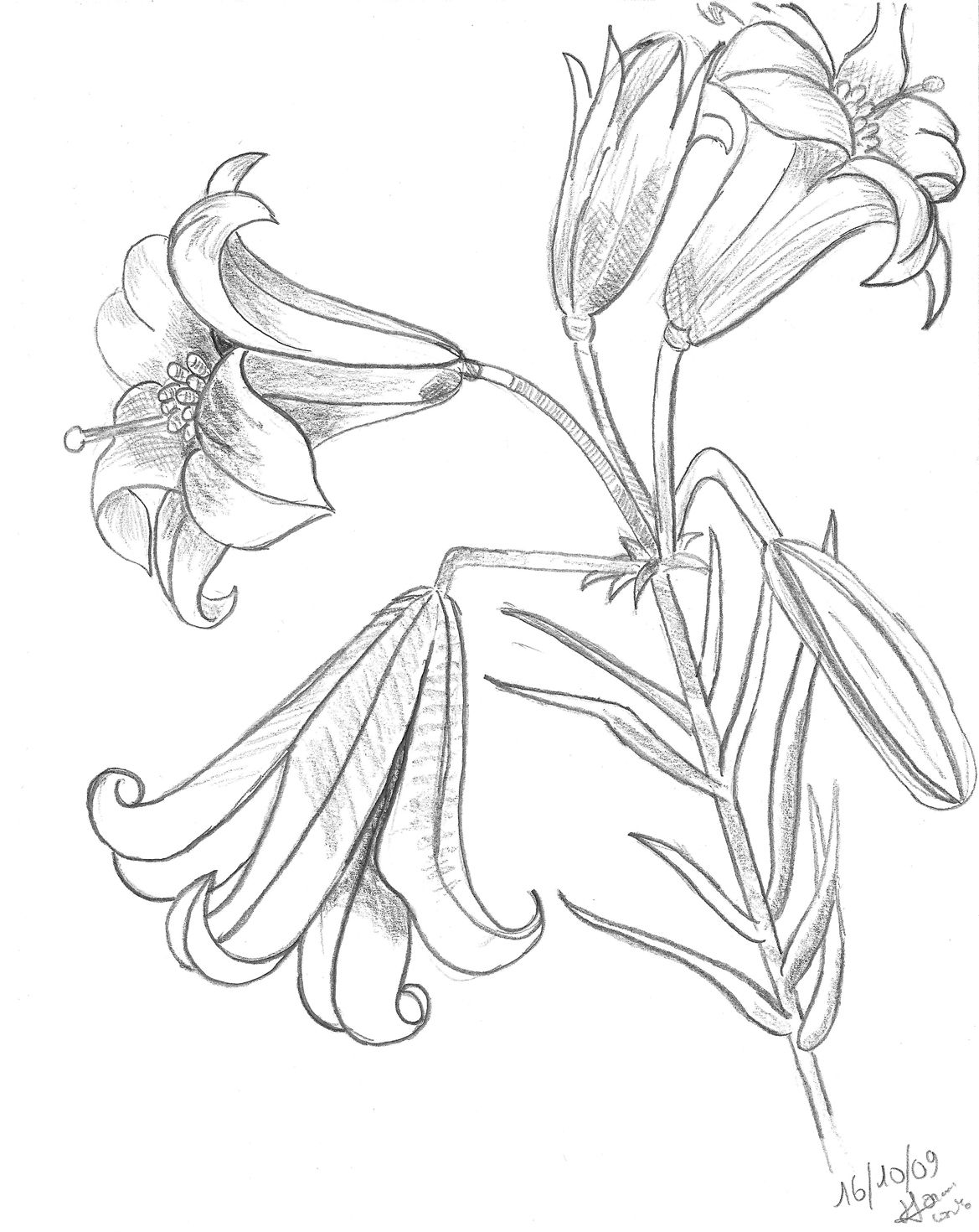 1169x1470 Tiger Lily