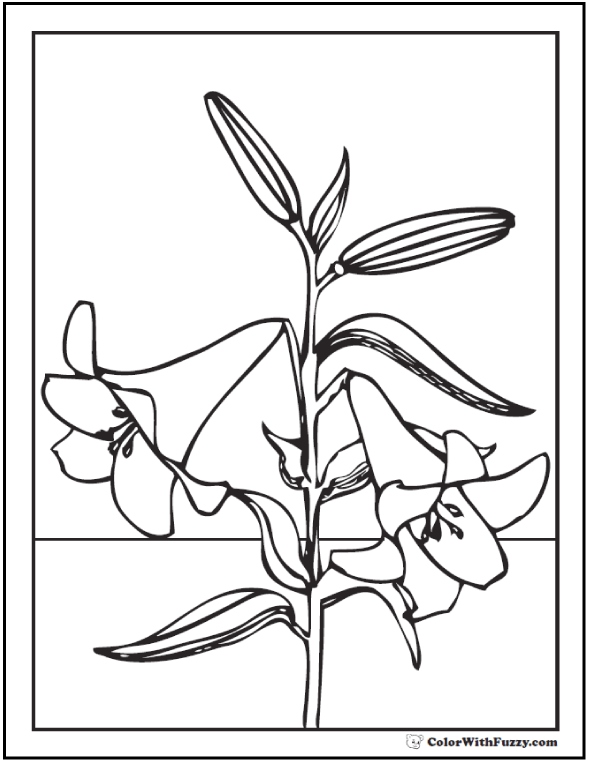 590x762 Emejing Lily Coloring Pages Photos