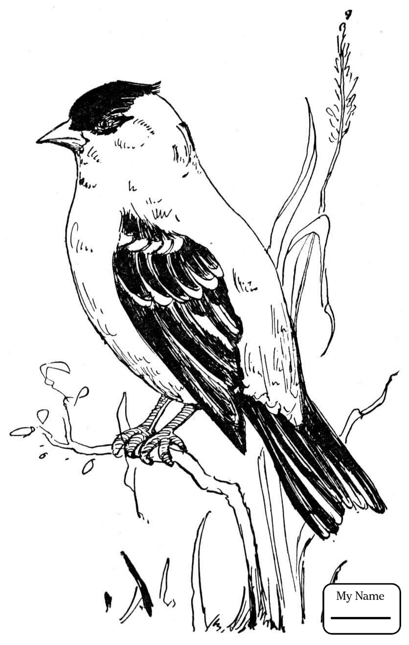 836x1317 Iowa State Bird Coloring Page
