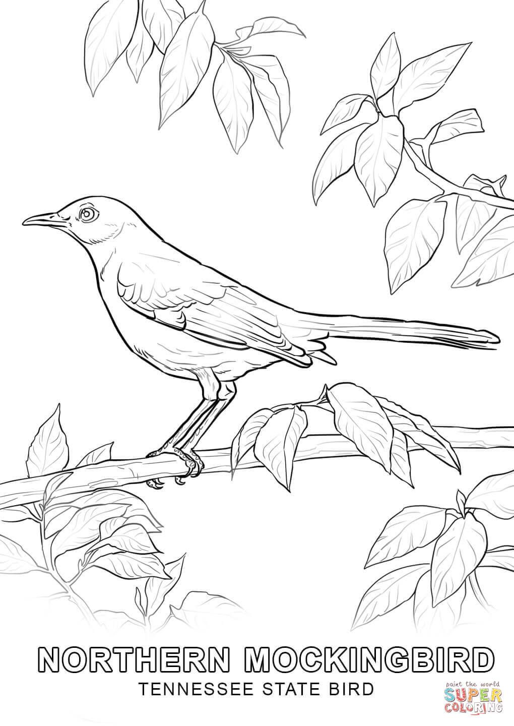 1020x1440 Tennessee State Bird Coloring Page.jpg Mm