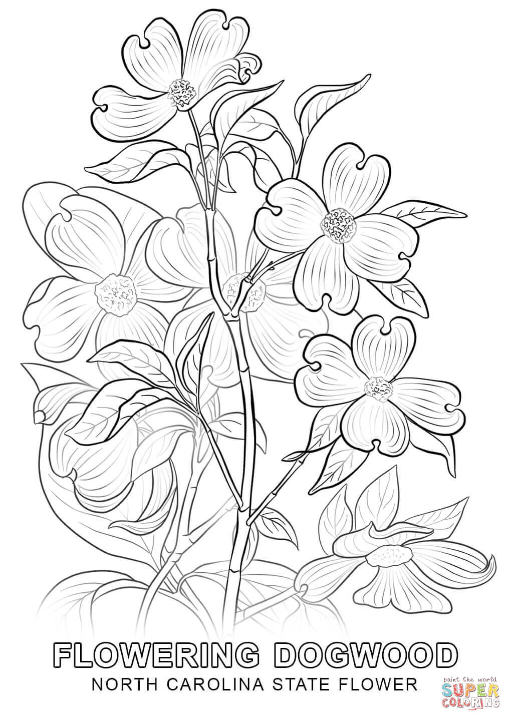 1020x1440 Hurry Delaware State Flower Coloring Page Limi