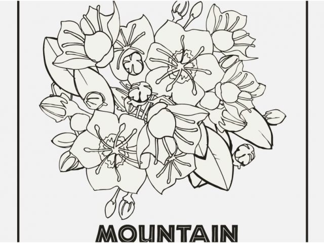 640x480 State Coloring Pages Graphic Pennsylvania State Flower Coloring