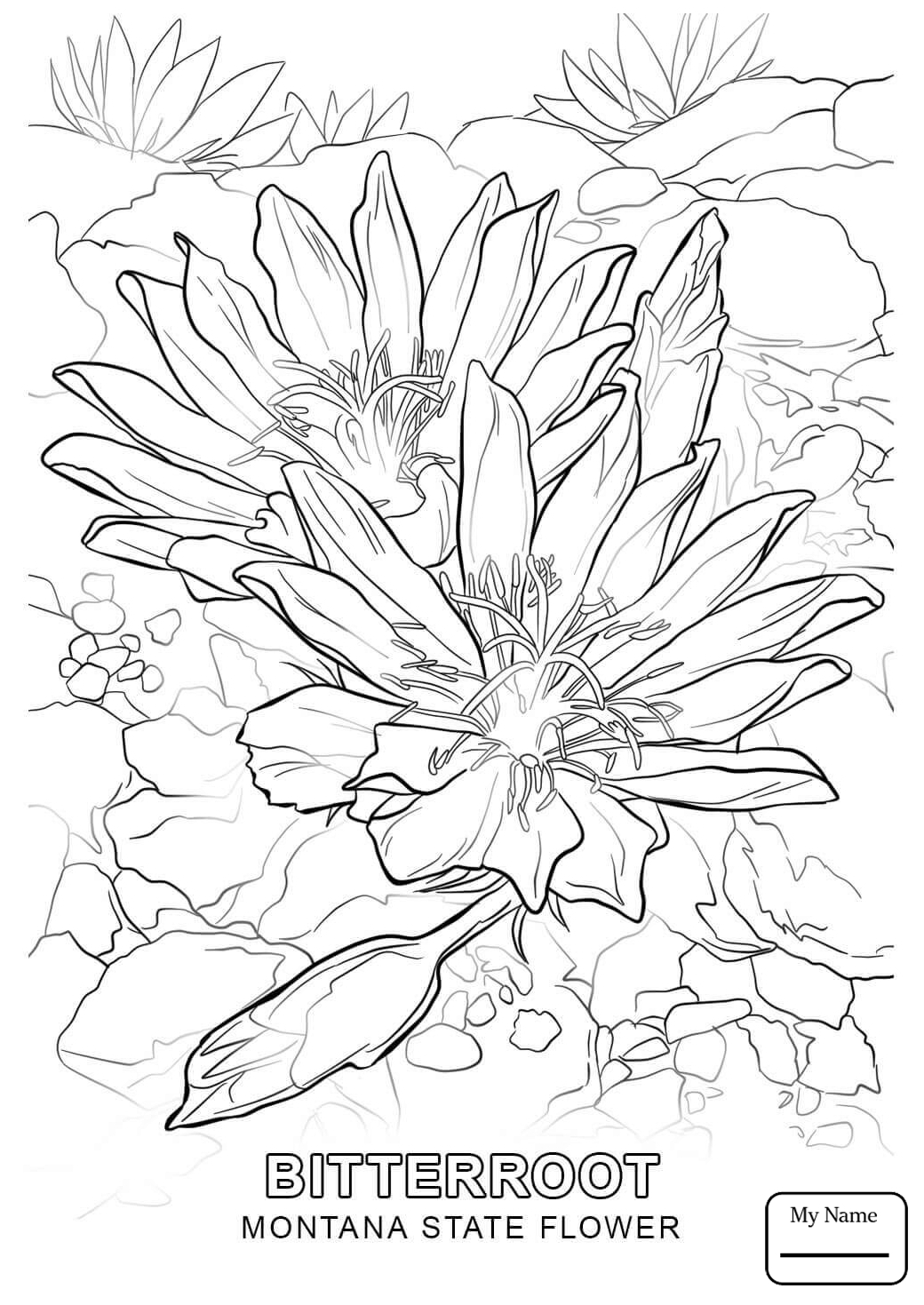 1040x1469 State Flower Coloring Pages