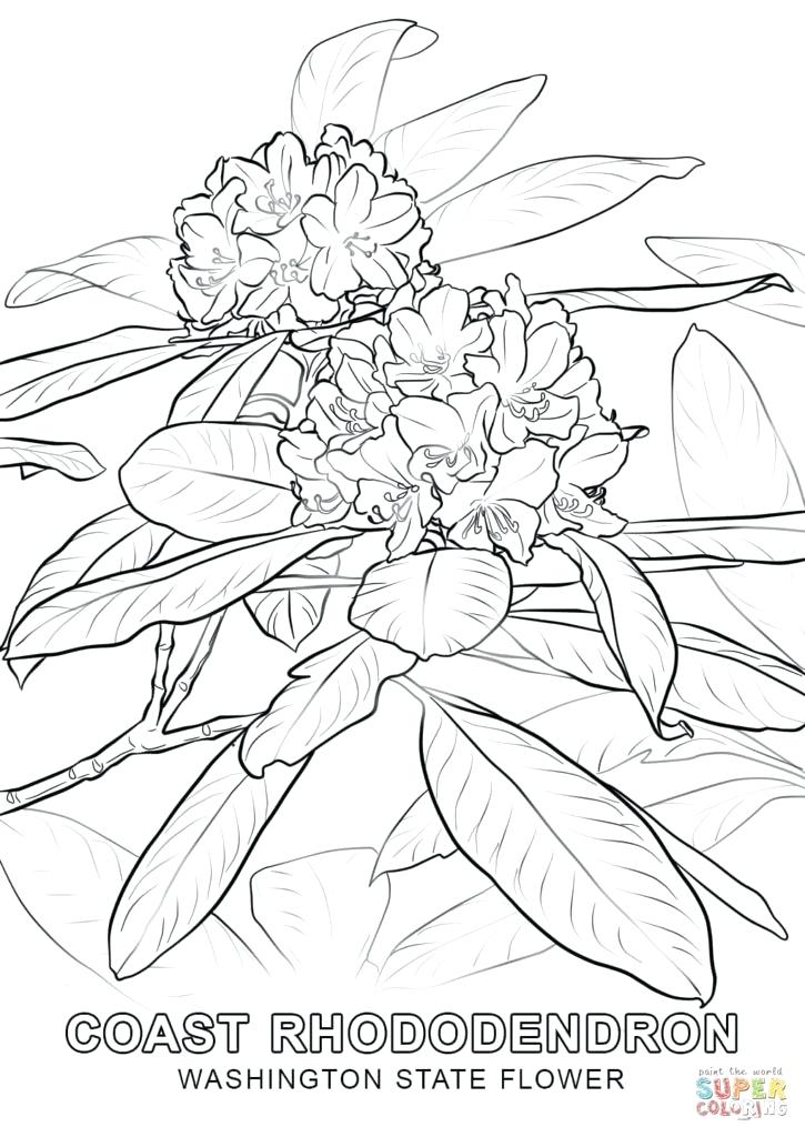 725x1024 State Flower Coloring Pages State Flower Coloring Pages 0 Arkansas