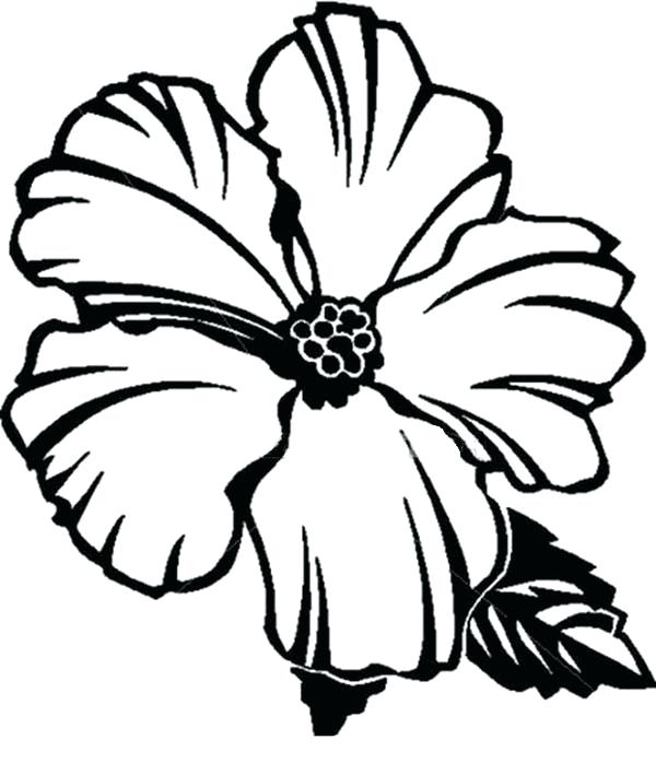 600x709 State Flower Printable Coloring Pages Picture Of Hibiscus Flower