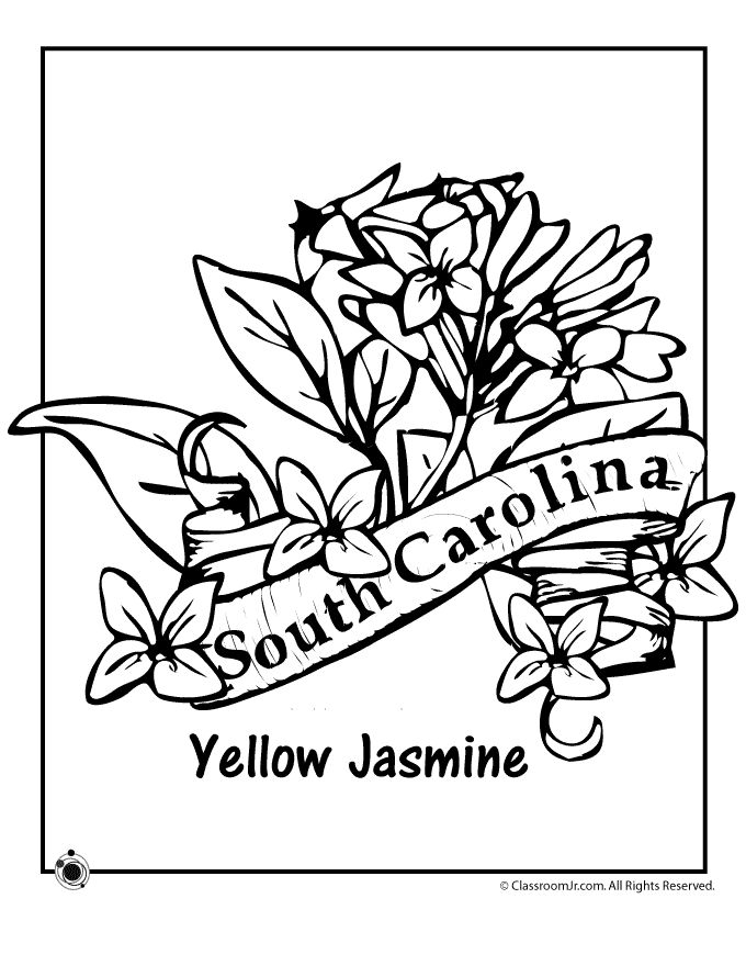 680x880 Connecticut State Flower Coloring Page 158 Best State Coloring