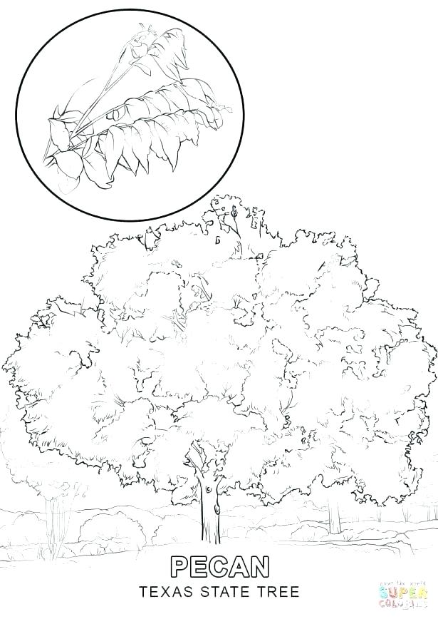 615x868 Coloring Pages Longhorn Steer Page Free Printable Coloring Pages