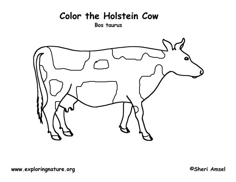 792x612 Cow Head Coloring Pages Free Free Coloring Sheets