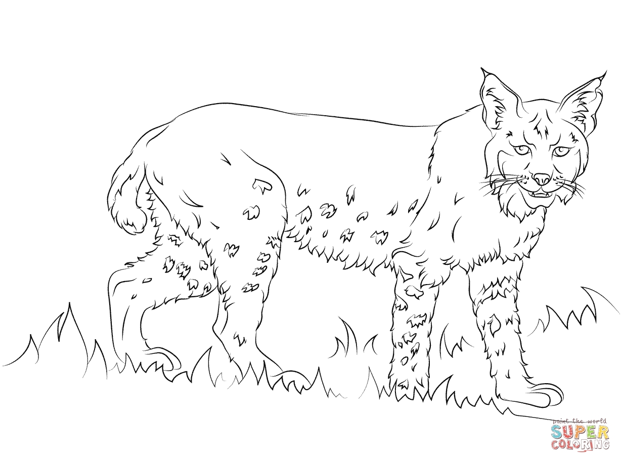 1228x916 23 Bobcat Coloring Pages Images Free Coloring Pages