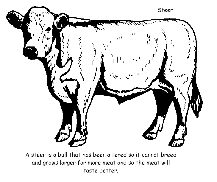 729x611 Steer Coloring Page