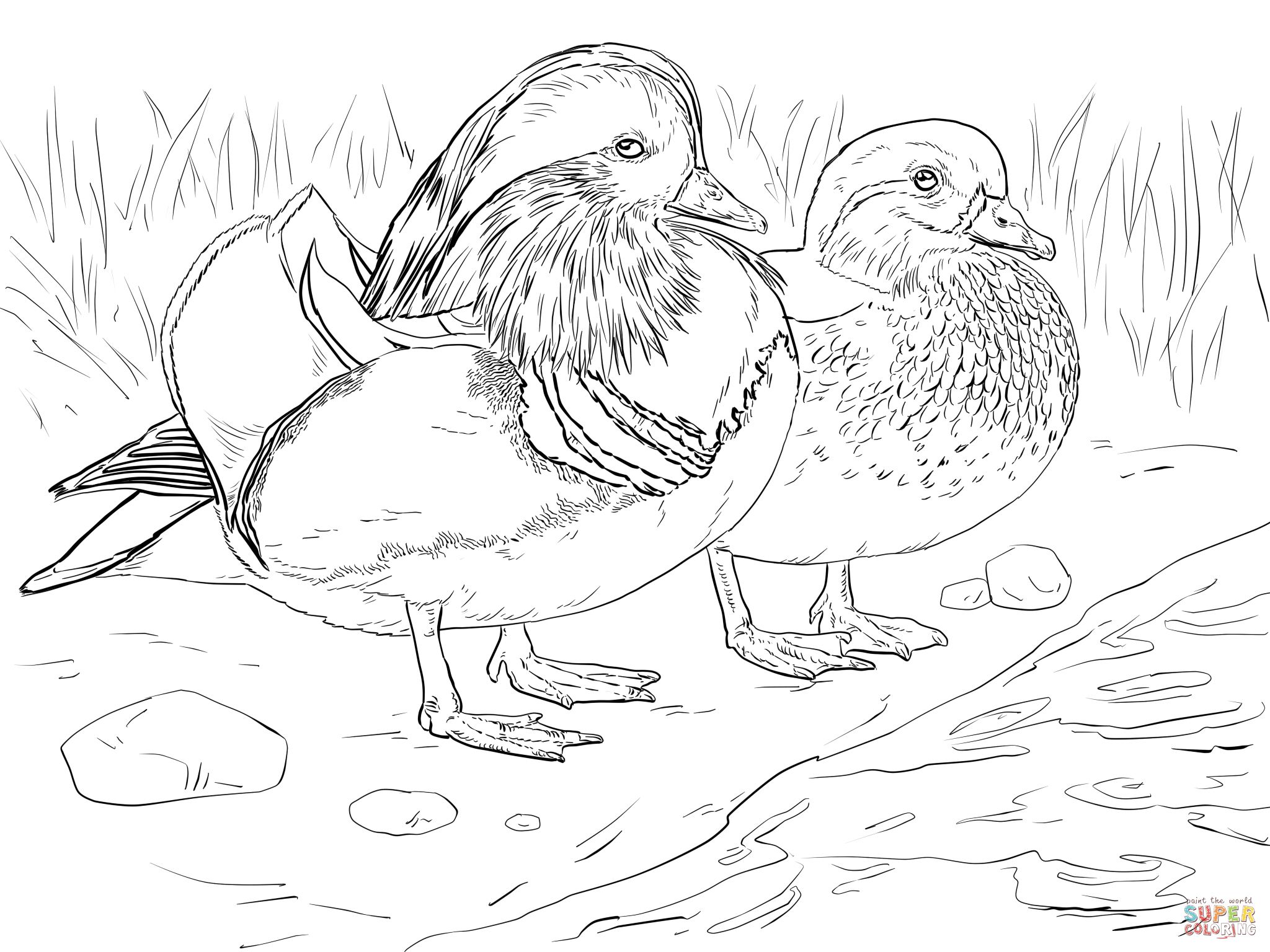2048x1536 Wood Duck Coloring Page