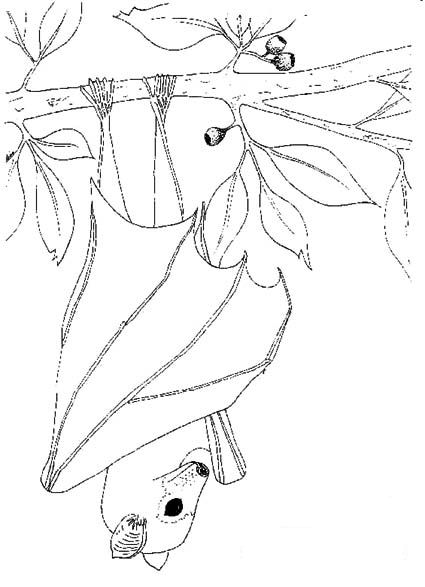425x587 Coloring Page Bats