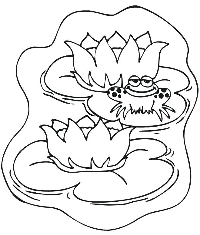 660x776 Free Pond Habitat Color Pages Google Search Steam Stem Free Pond