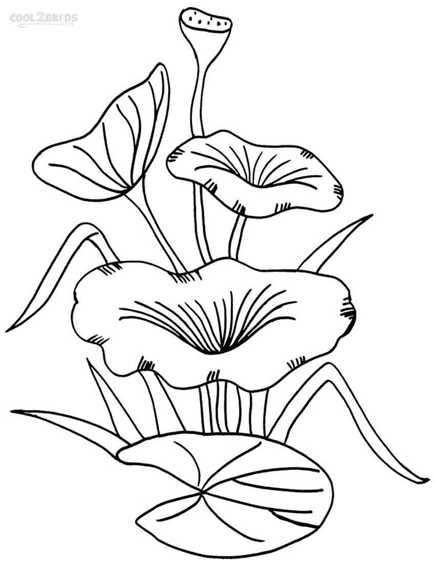 850x1099 Printable Lily Pad Coloring Pages For Kids Cool2bkids Plant