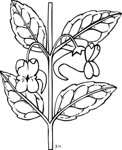 243x297 Stem With Flower Outline Clip Art