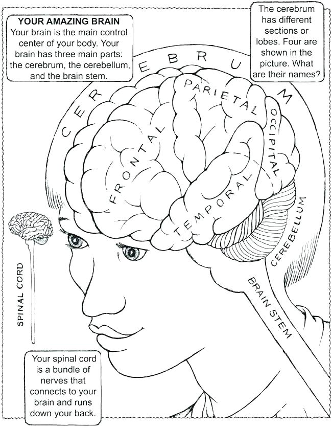 650x837 Brain Coloring Page Brain Coloring Sheet Brain Coloring Book Also