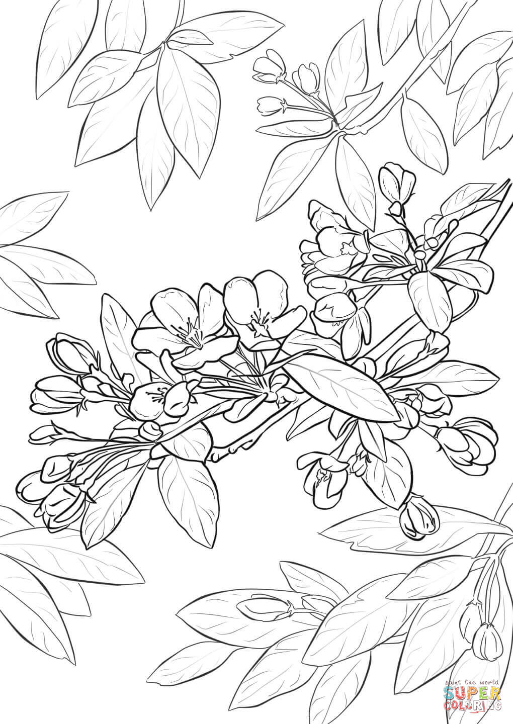 1020x1440 Cherry Blossom Tree Drawing Step By 33 With Coloring Pages