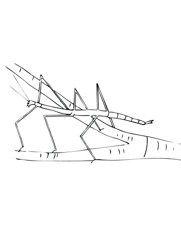 360x480 Insect Coloring Page Walking Stick Insect Coloring Page Insect