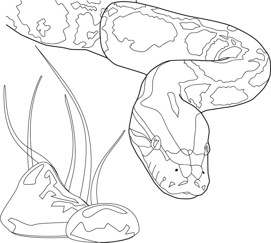 900x807 Coloring Click Clack Moo Coloring Pages Ocean Creatures Color