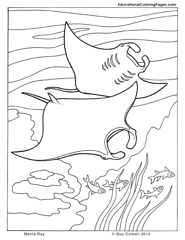 612x792 Manta Ray Coloring Page Stingray Coloring Page Manta Ray Colouring