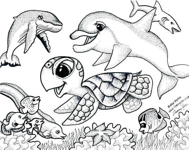 640x509 Sea Lion Coloring Page Digestive System Coloring Page Stomach
