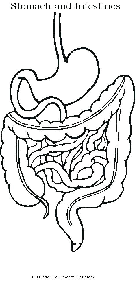474x972 Stomach Coloring Page I Heart Guts Stomach Coloring Page Digestive
