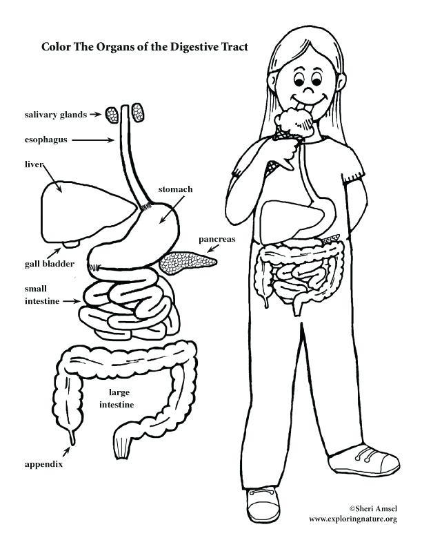 612x792 Digestive System Coloring Page Stomach Coloring Page Digestive
