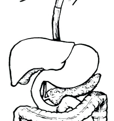 400x425 Digestive System Coloring Pages Stomach Coloring Page
