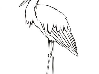 320x240 Stork Coloring Pages Stork Coloring Animals Coloring Birds My