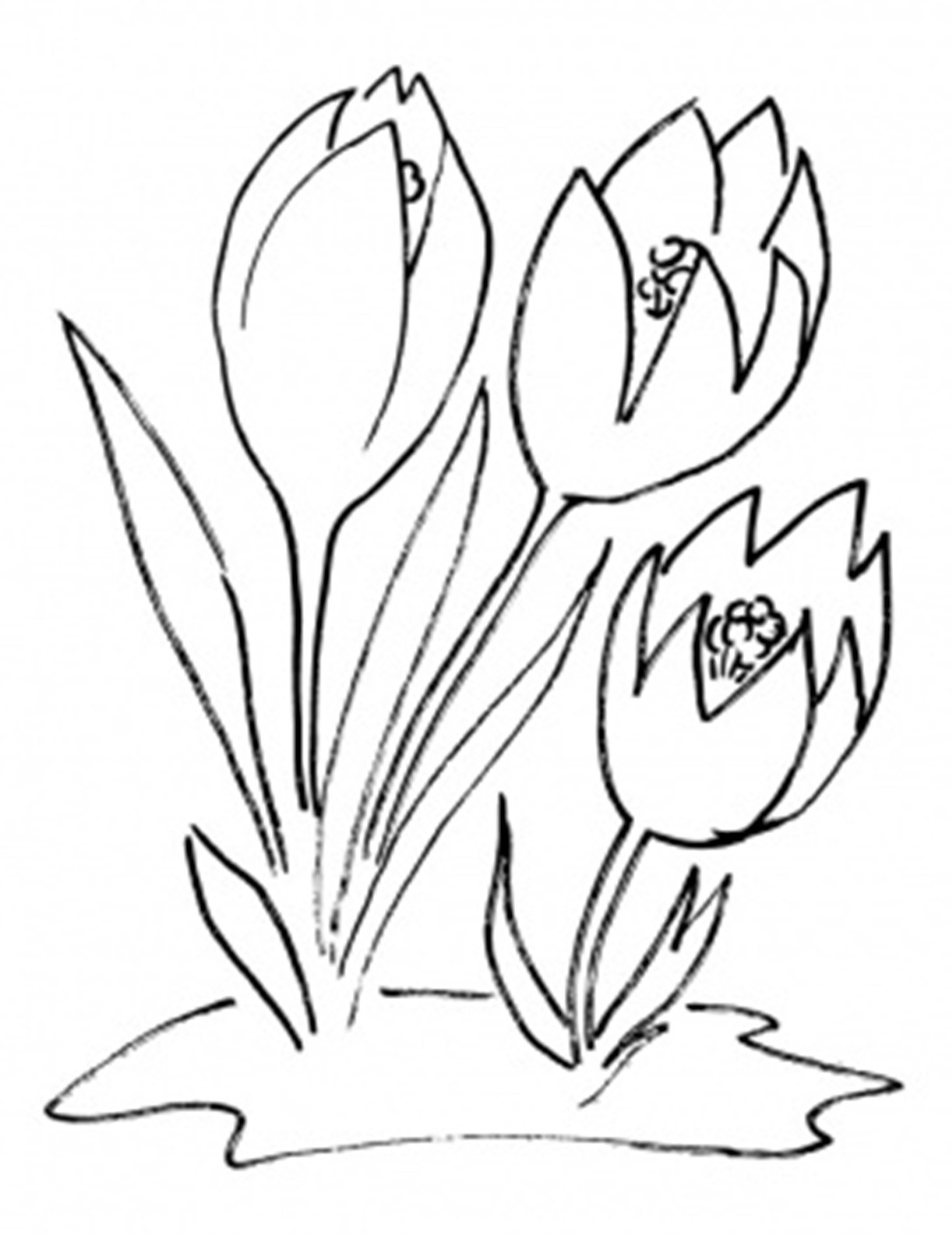 1466x1901 Crocus Coloring Page Strange Free Flower Pages