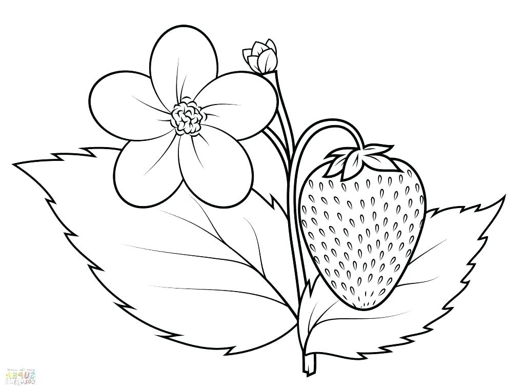 1024x763 Strawberry Coloring Pages Print Strawberry Coloring Page