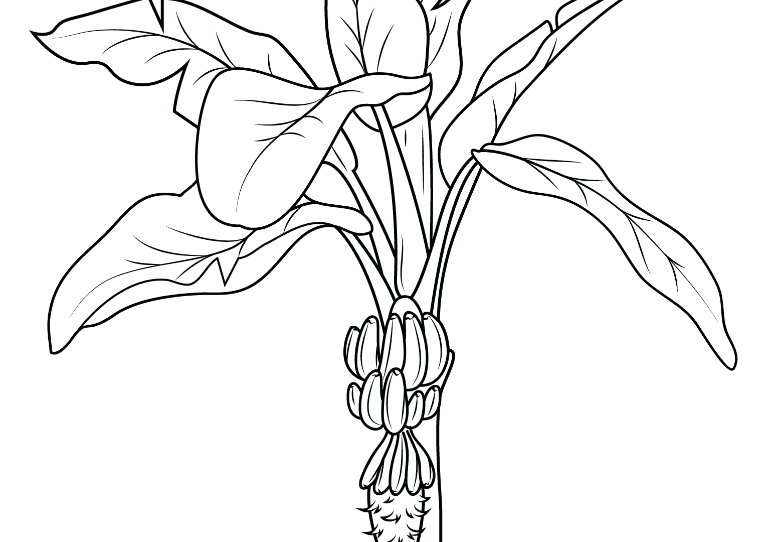 1542x1080 Fancy Ideas Strawberry Coloring Pages Full Free For Kids Fruits
