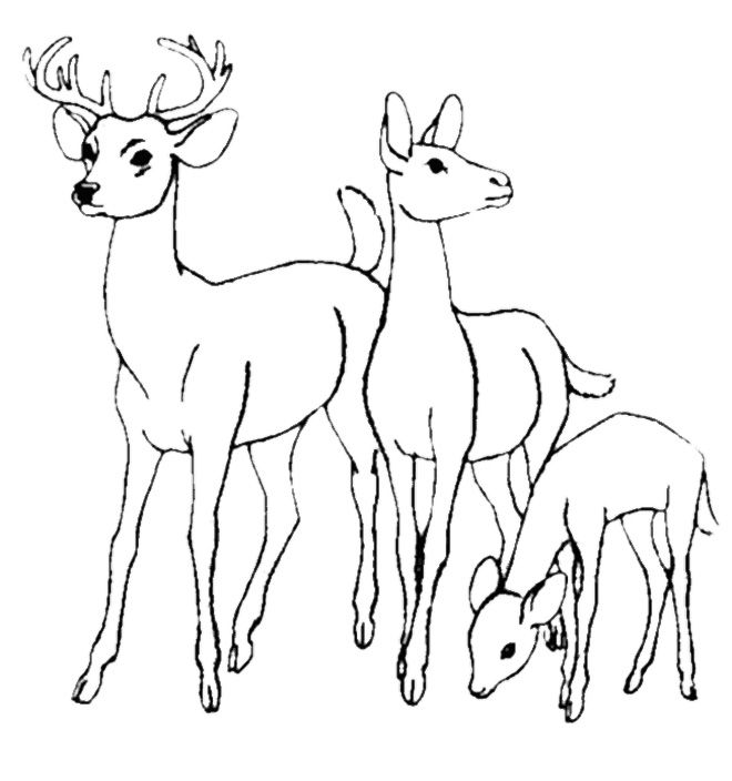 660x704 Family Deer Coloring Pages As A Deer Pants