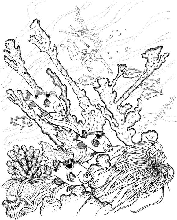 579x720 Adult Ocean Coloring Pages Coloring Page For Kids Kids Coloring