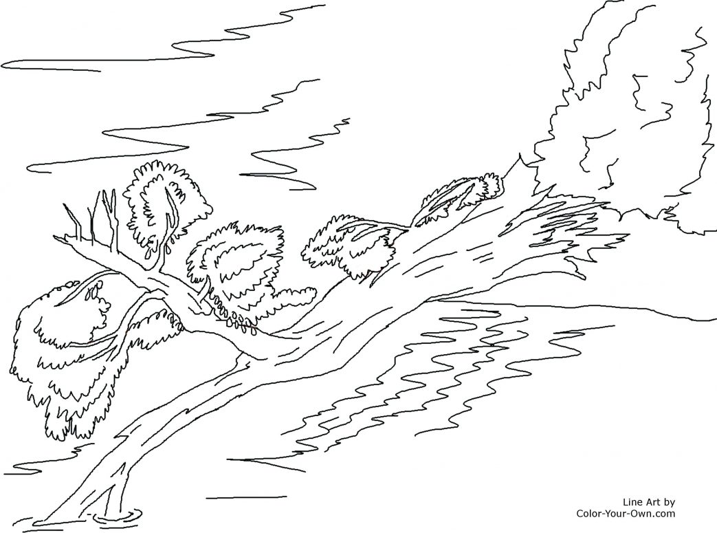 1043x775 Tree Coloring Pages For Preschoolers Adult Page Free Printable