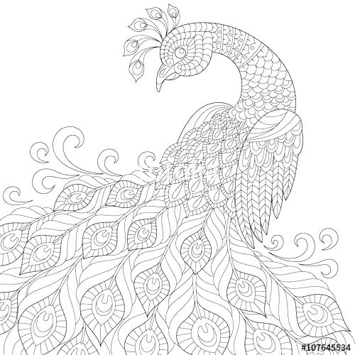 500x500 Peacock Coloring Pages Peacock Feather Coloring Page Printable