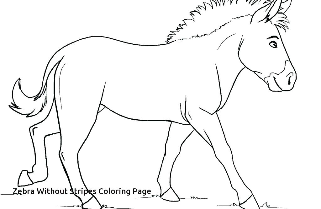 1024x669 Zebra Coloring Pages Zebra Color Page Zebra Coloring Pages