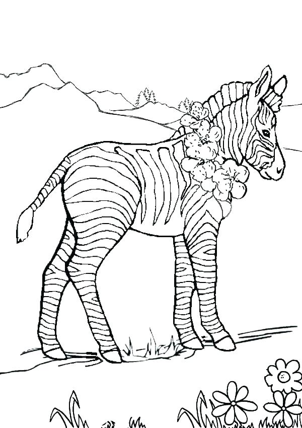 600x850 Zebra Coloring Pages Impair.co