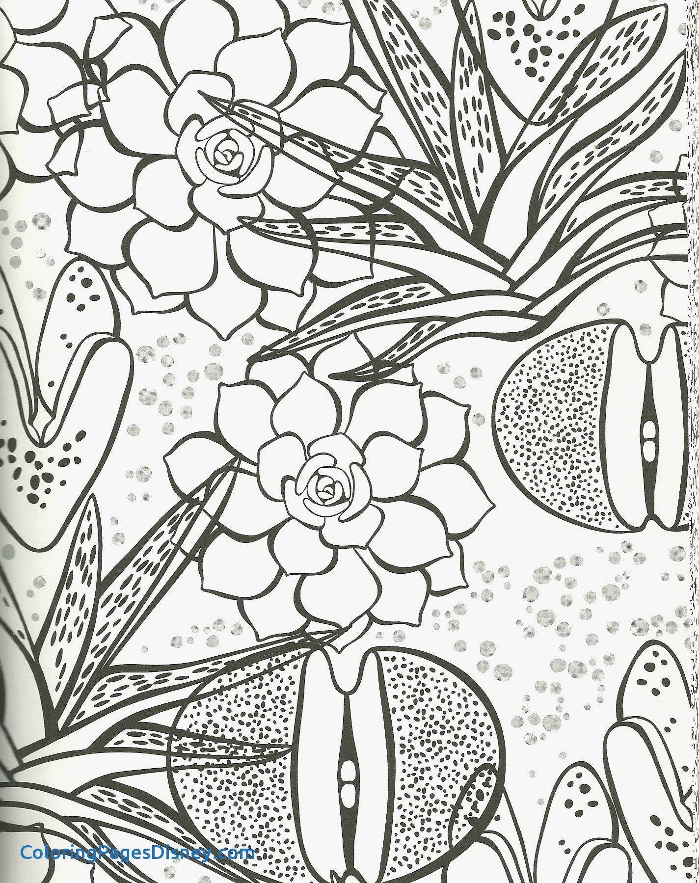 1424x1799 Mosaic Coloring Pages New Succulent Coloring Page Rock Plant Zebra