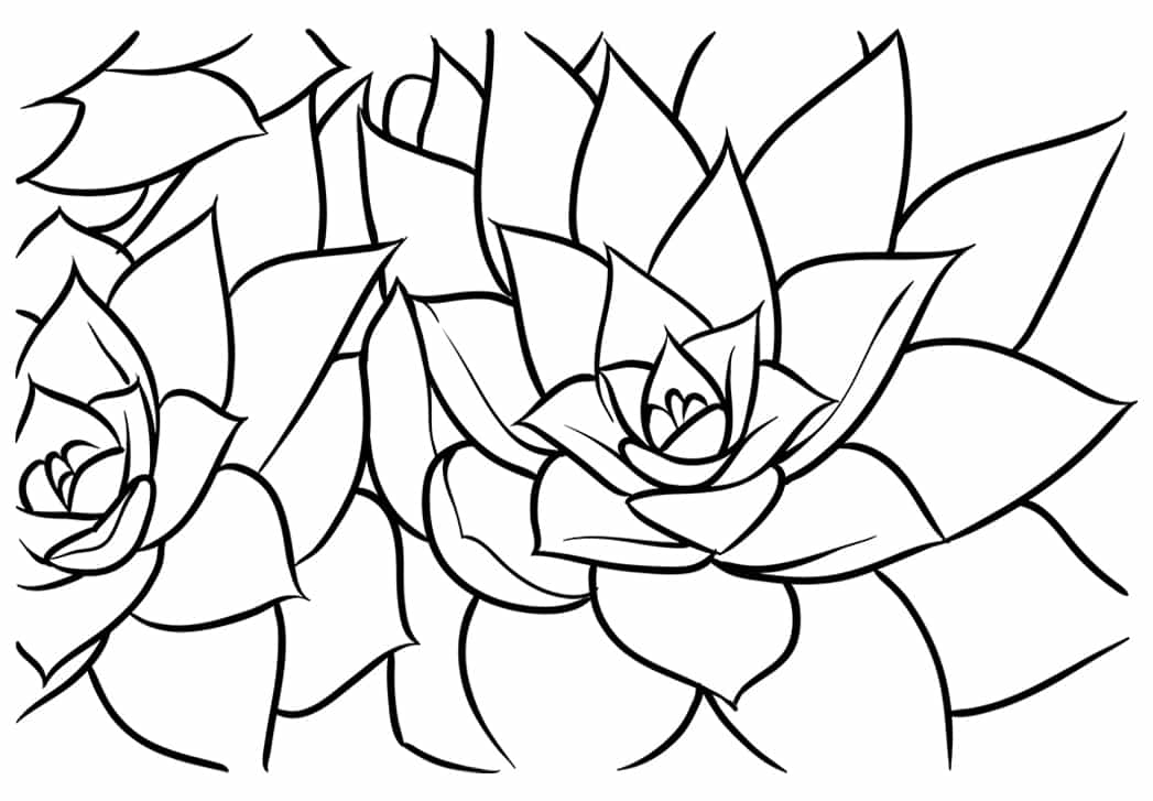 1047x727 Succulent Books And Ebooks
