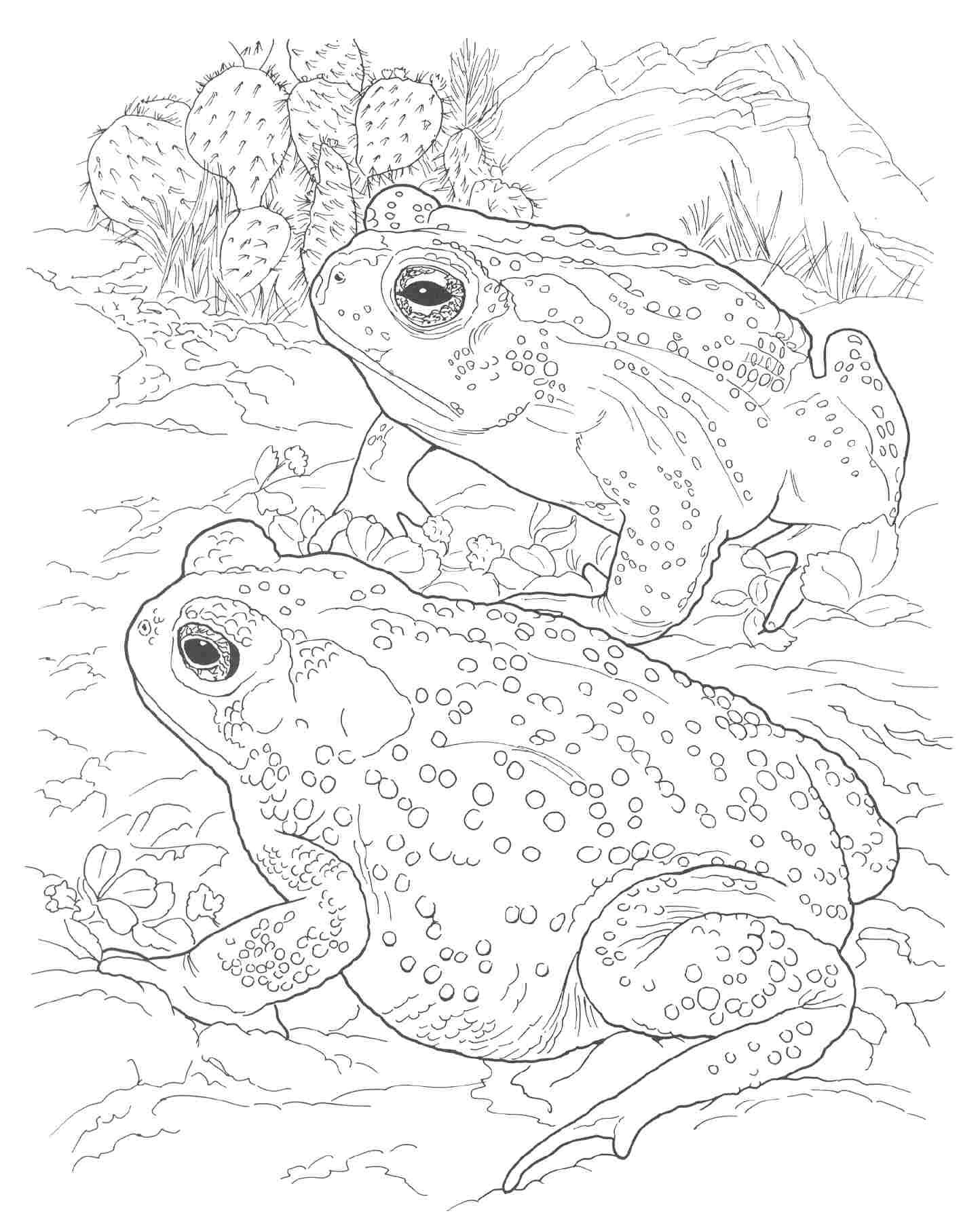 1444x1803 Unique Adult Coloring Pages Steampunk Frog Collection Printable