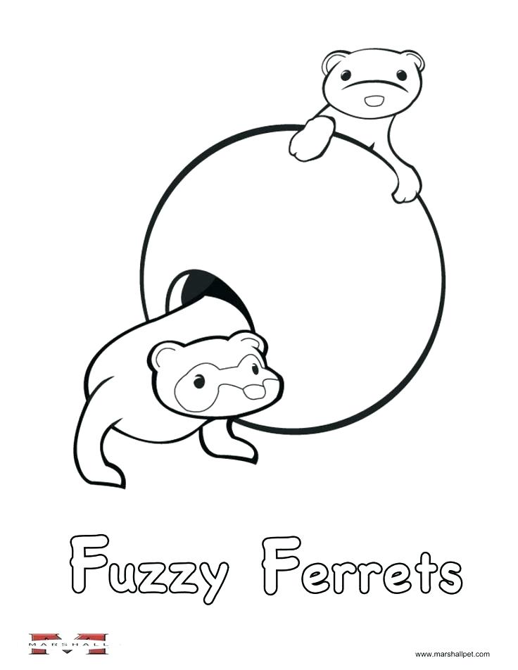 736x952 Ferret Coloring Pages Sugar Glider Ng Sheets Ferret Ng Pages Sugar