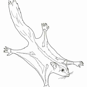 300x300 Free Printable Coloring Pages