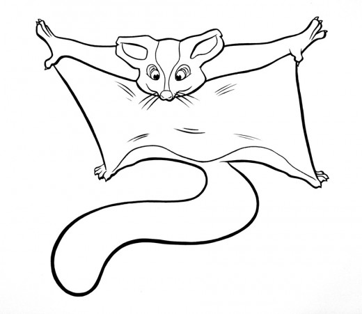 520x451 Information About Sugar Gliders A Fun And Unusual Pet Pethelpful